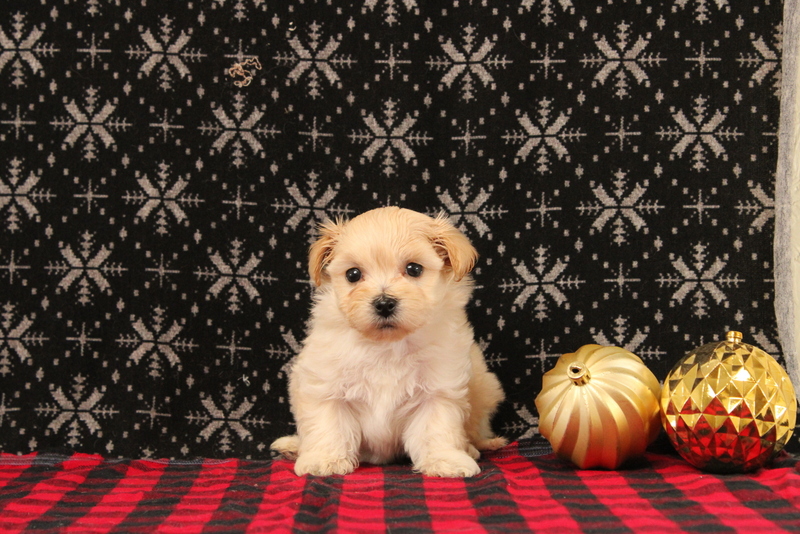 puppy, for, sale, Maltipoo, Matthew B. Stoltzfus, dog, breeder, Gap, PA, dog-breeder, puppy-for-sale, forsale, nearby, find, puppyfind, locator, puppylocator, aca